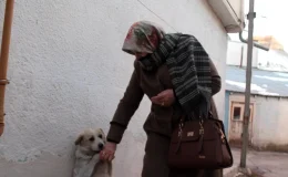 Bayburt’ta Sahipsiz Köpek Mahallelinin Gözdesi Haline Geldi