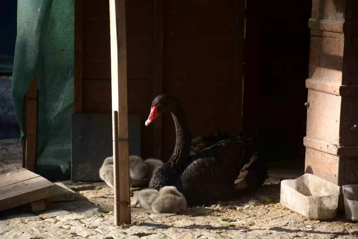 Kuğulu Park’ta 5 Kuğu Yavrusu Dünyaya Geldi