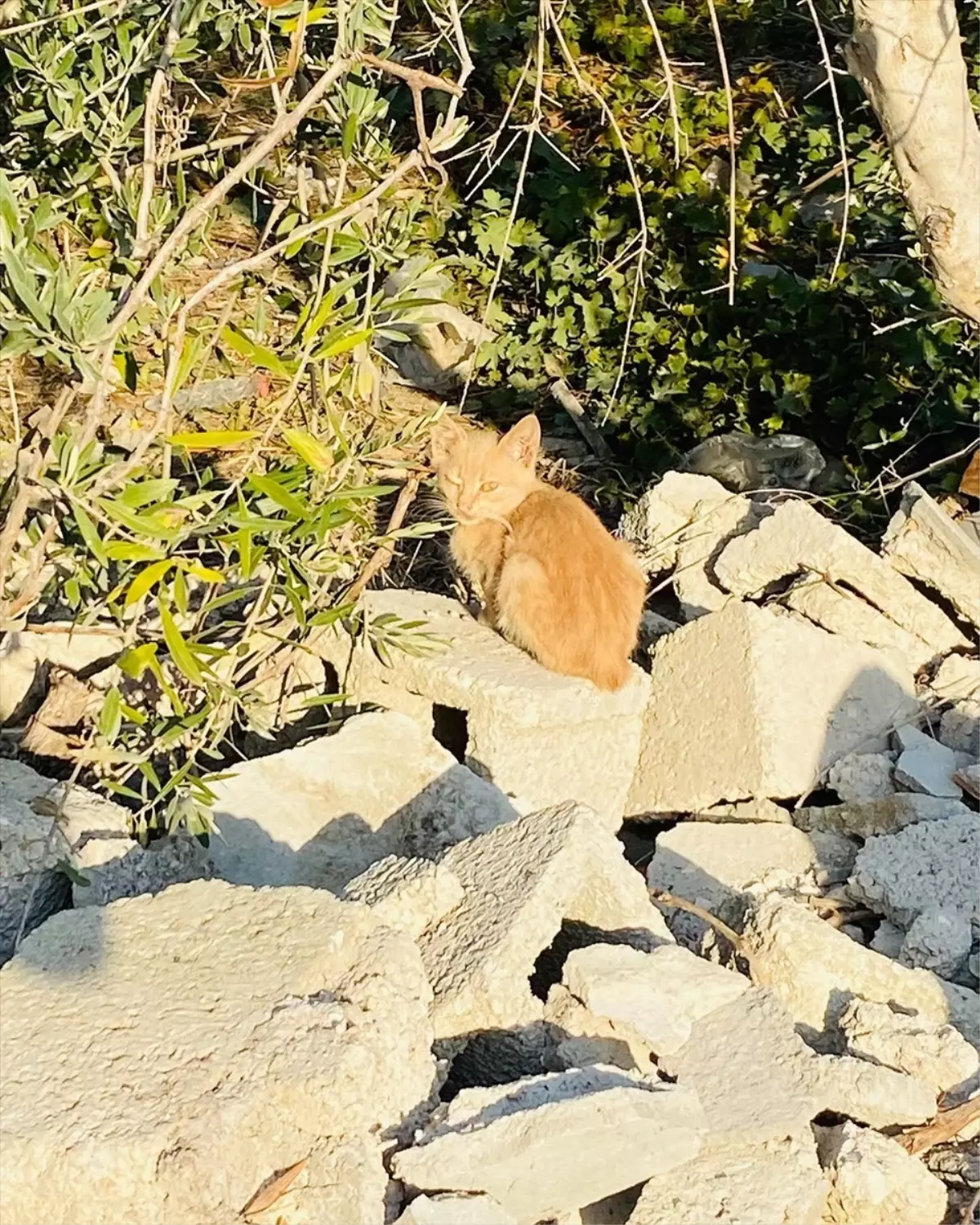 Defne’de Mahsur Kedi Kurtarıldı