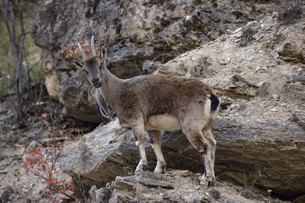 Tunceli’de Yaban Keçileri Görüntülendi