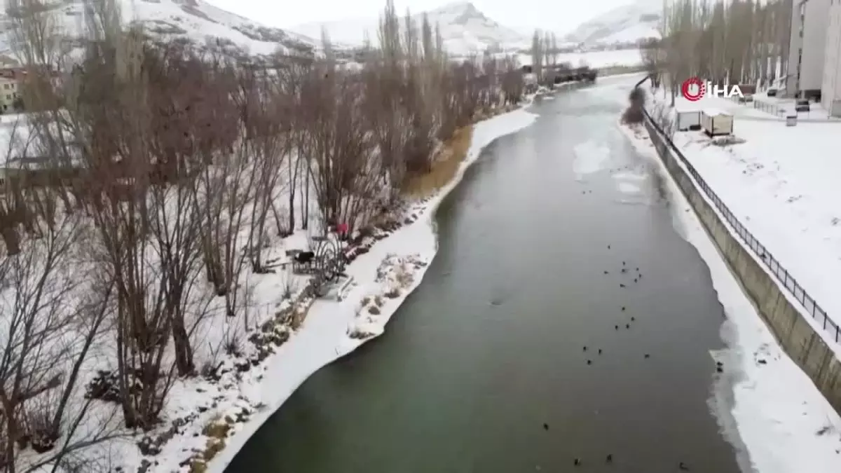 Buzdan Kurtarılan Köpek